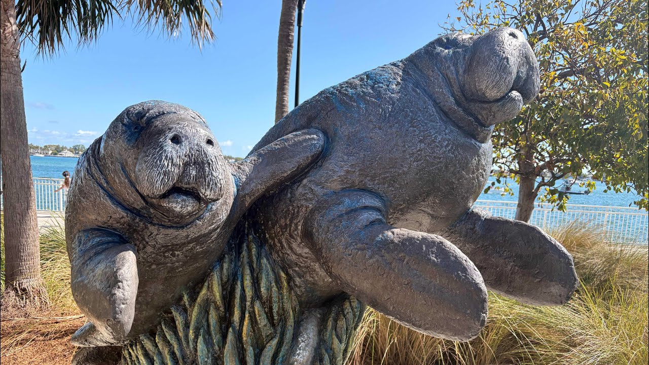 Magical Manatee Encounter at Manatee Lagoon | West Palm Beach Adventure