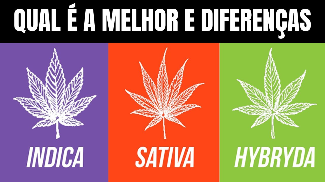 DIFEREN&Ccedil;AS DE SEMENTE INDICA, SATIVA E HIBRIDA - QUAL &Eacute; A MELHOR?