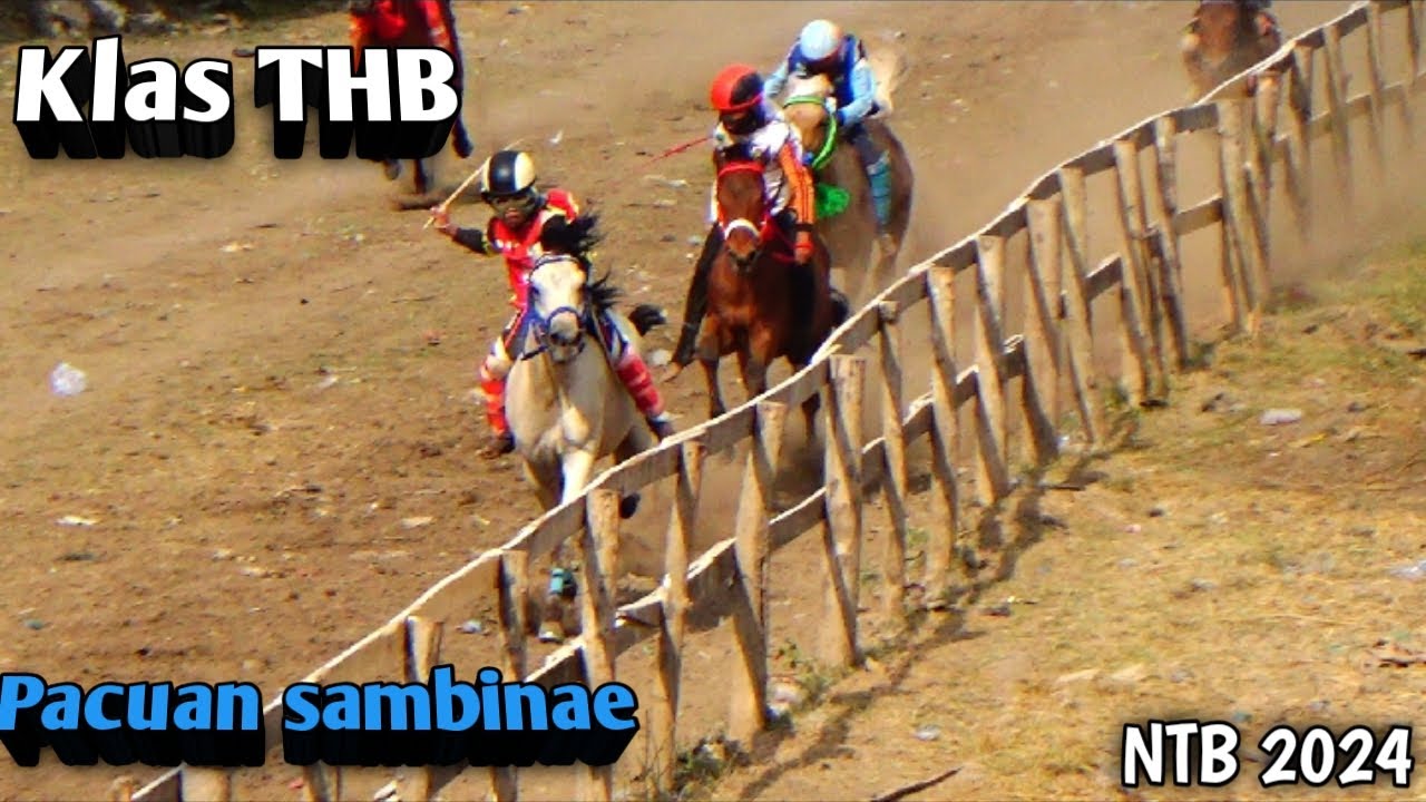 THB !!! PACUAN KUDA SAMBINAE KOTA BIMA 23 JUNI 2024