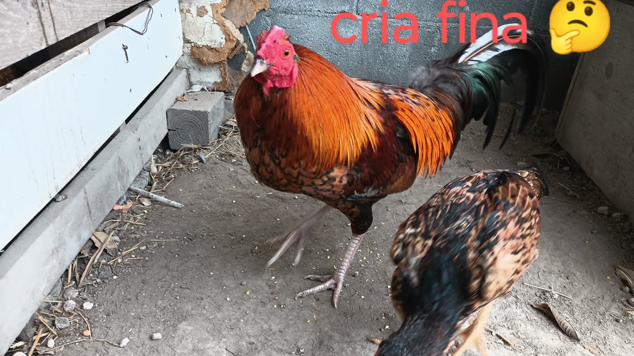 un gallo criollo nos puede dar cria de pelea 🤔