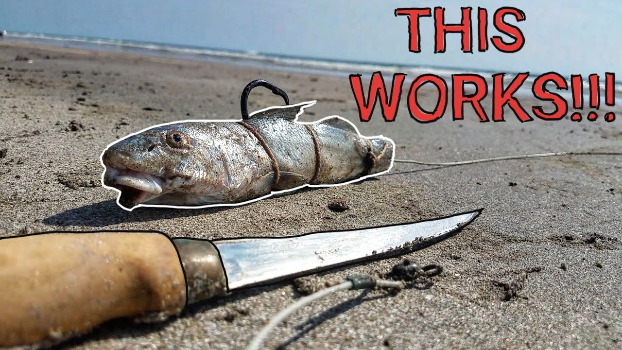 How To Rig Your SHARK Baits!