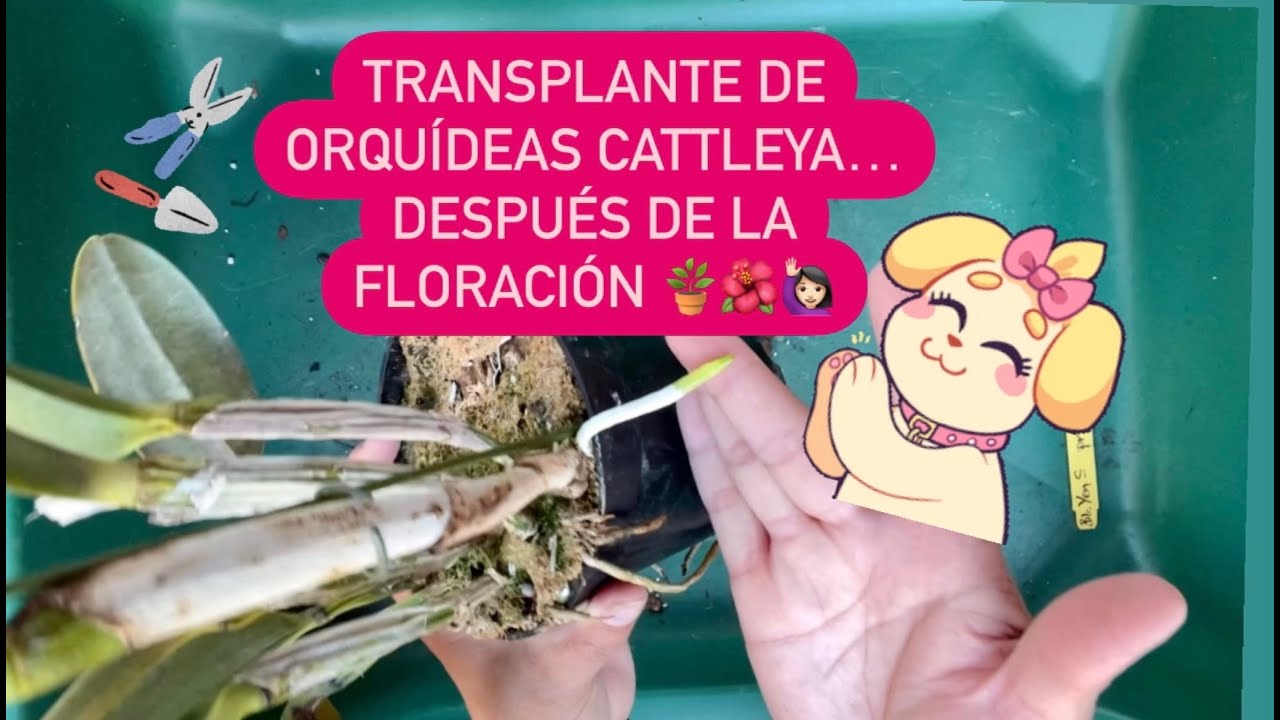 ✅TRANSPLATE DE ORQUÍDEAS CATTLEYA...DESPUÉS DE LA FLORACIÓN‼️🌺🪴🙋🏻‍♀️