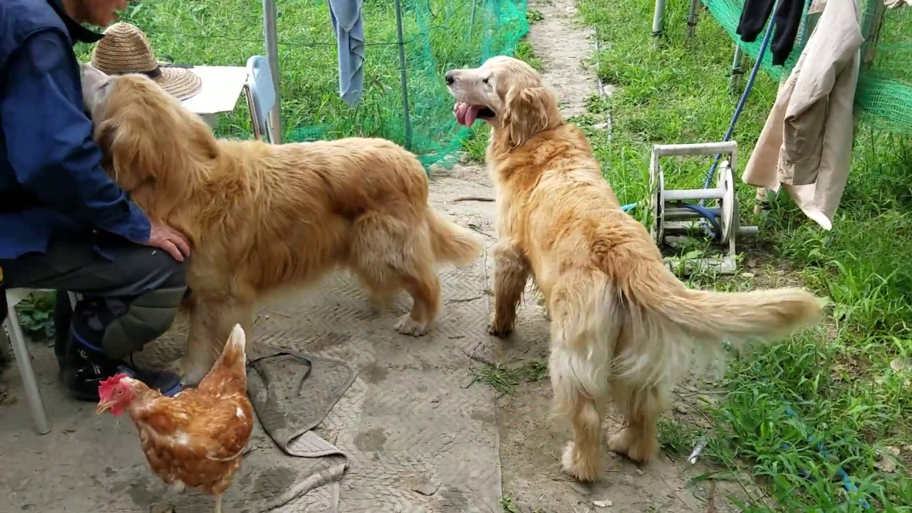 Golden Retriever und Huhn, das Gro&szlig;vater mag.