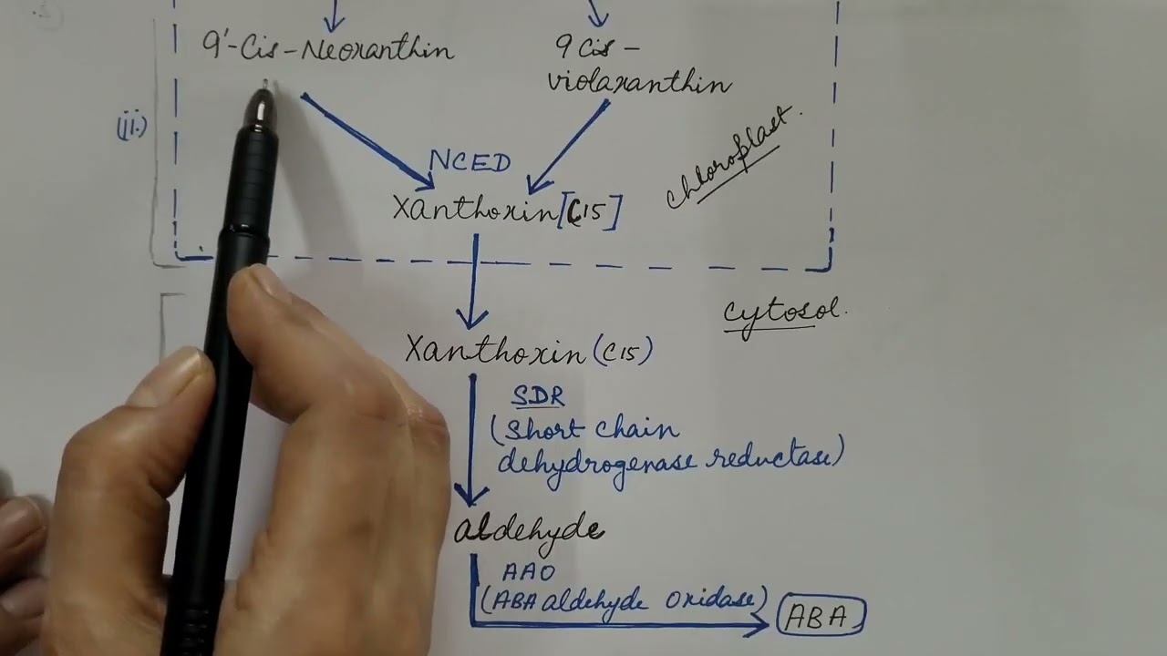 Абсцизовая кислота — фитогормон. Физиология растений.