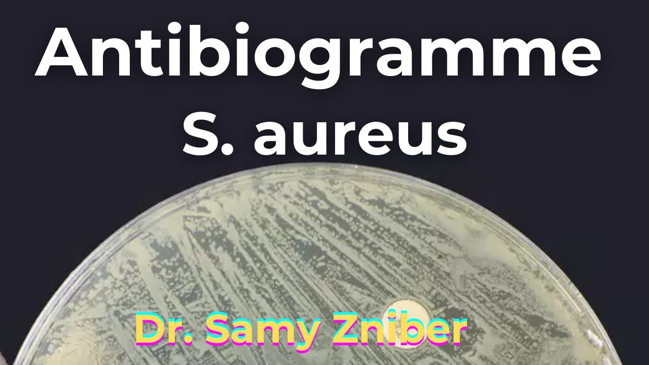 Antibiogramme - Staphylococcus aureus (Recommandations 2024-2025)