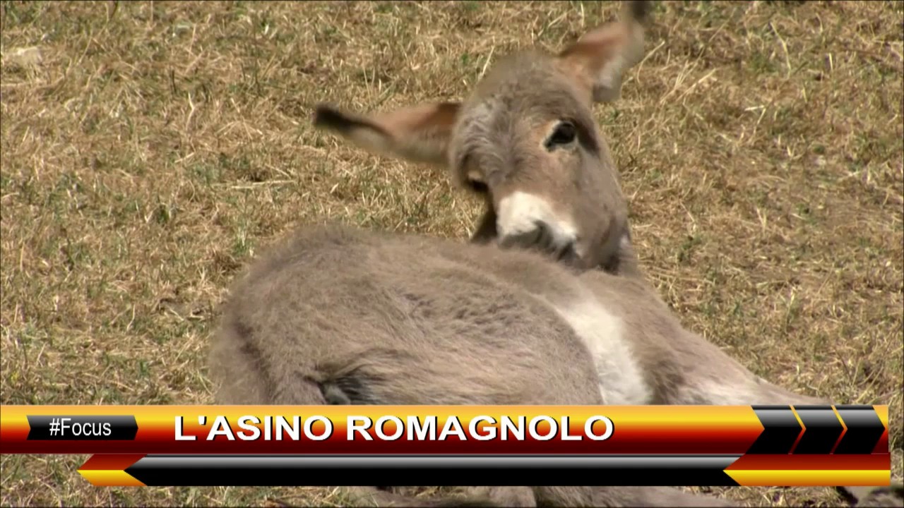 L'ASINO ROMAGNOLO