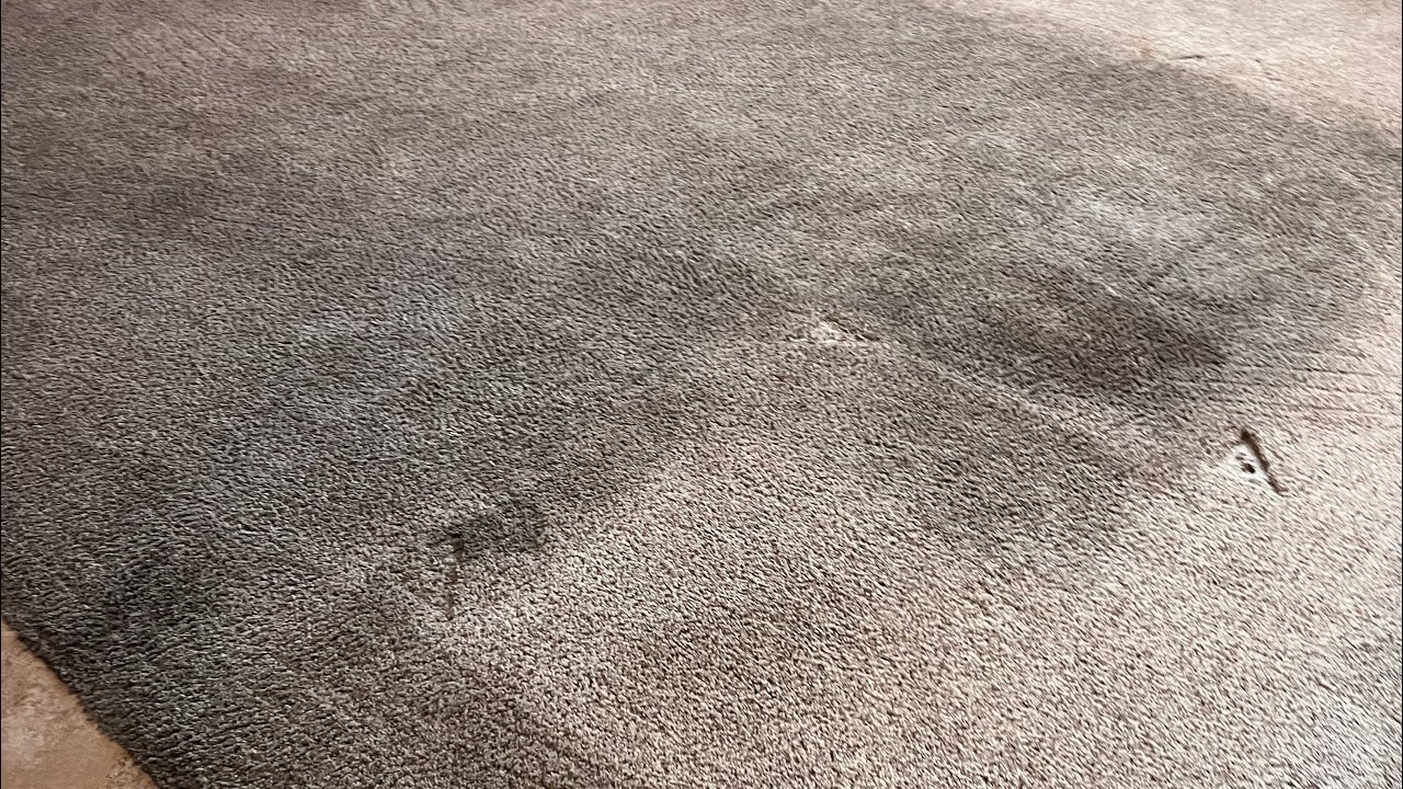 Cleaning a heavily soiled carpet with AMAZING results!