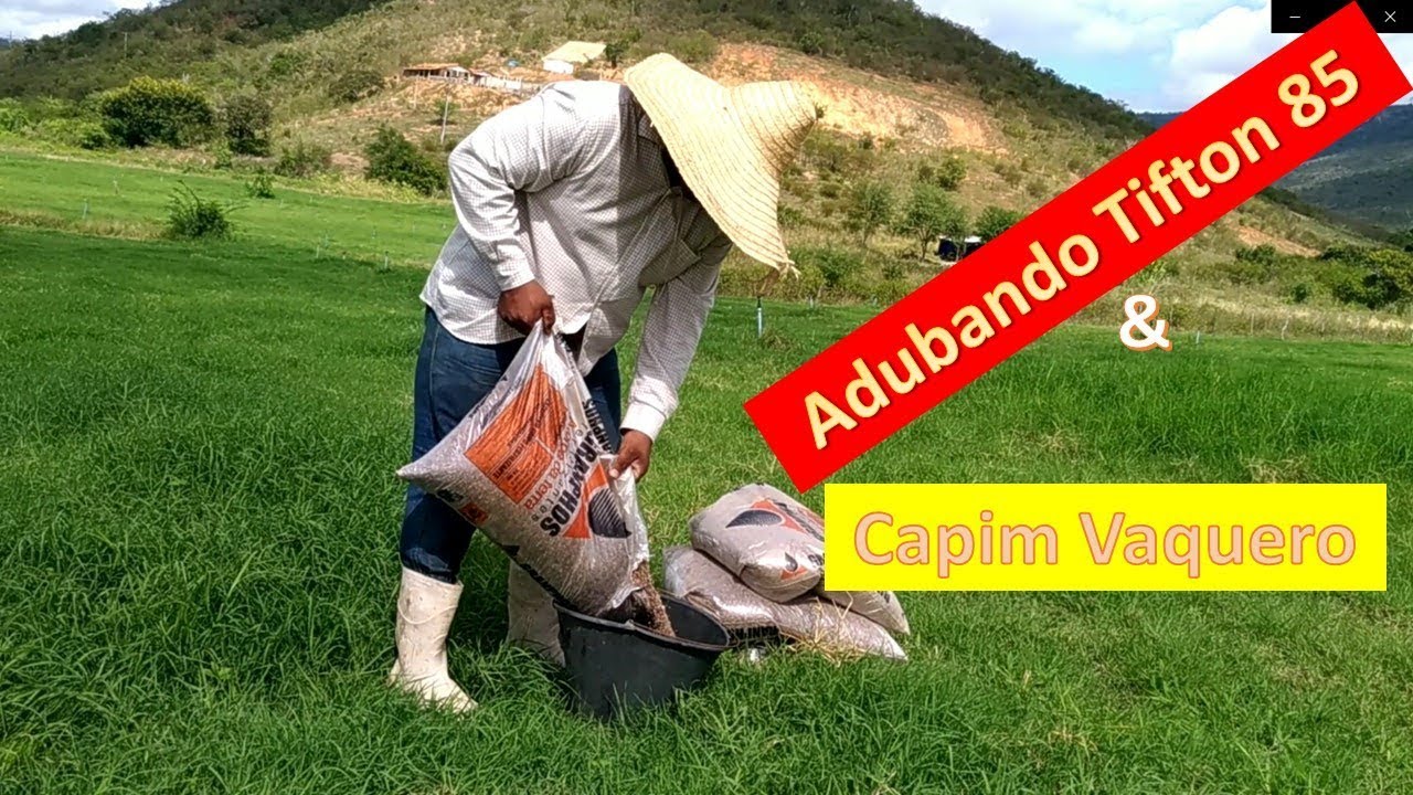 Como adubar tifton 85 e vaquero