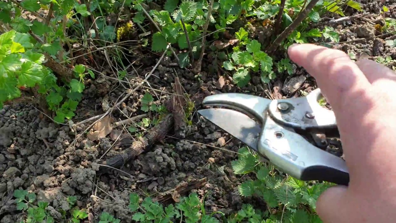 BEKTAŞİ ÜZÜMÜ NASIL BUDANIR? HOBİ BAHÇESİ VİDEOLARI