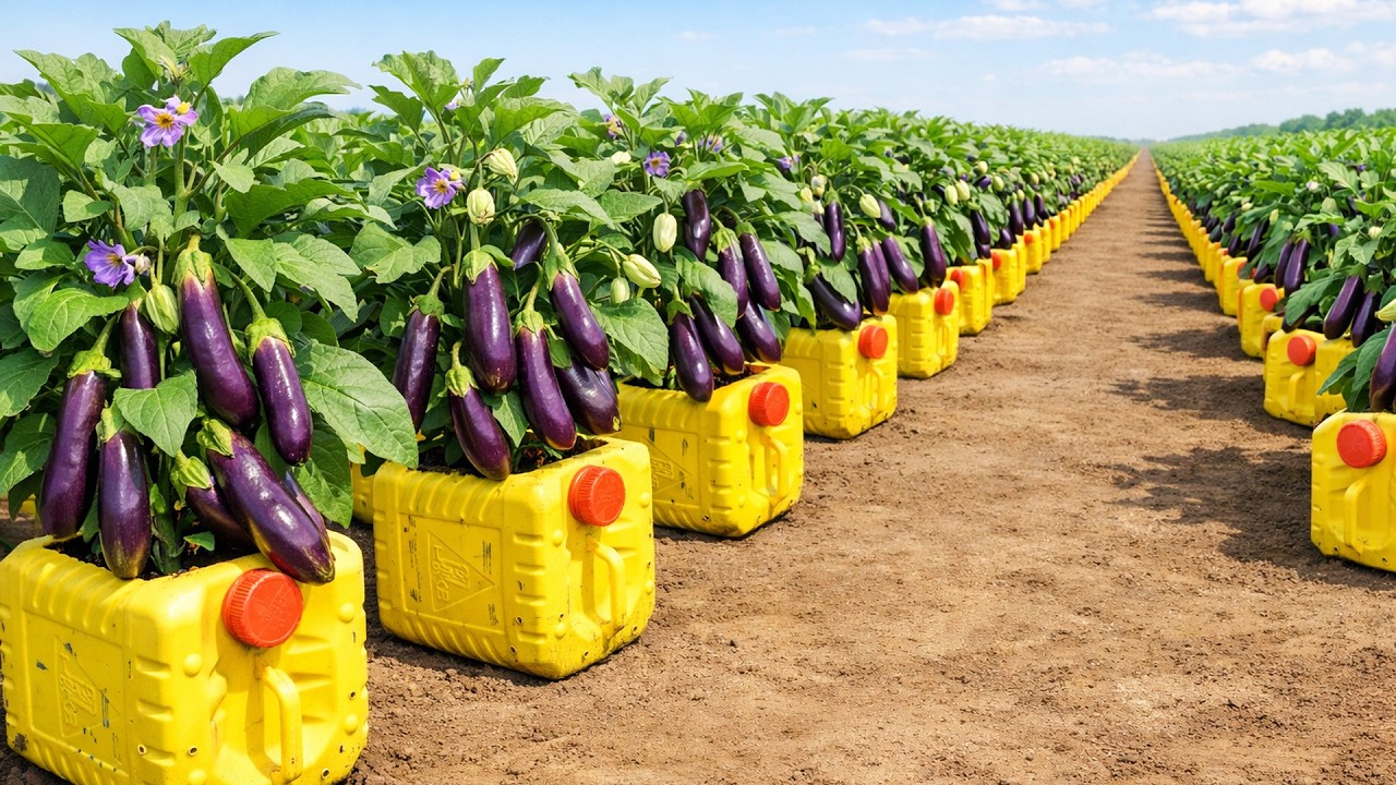 Plastic Bottle Eggplant Garden – Harvest Fresh All Season