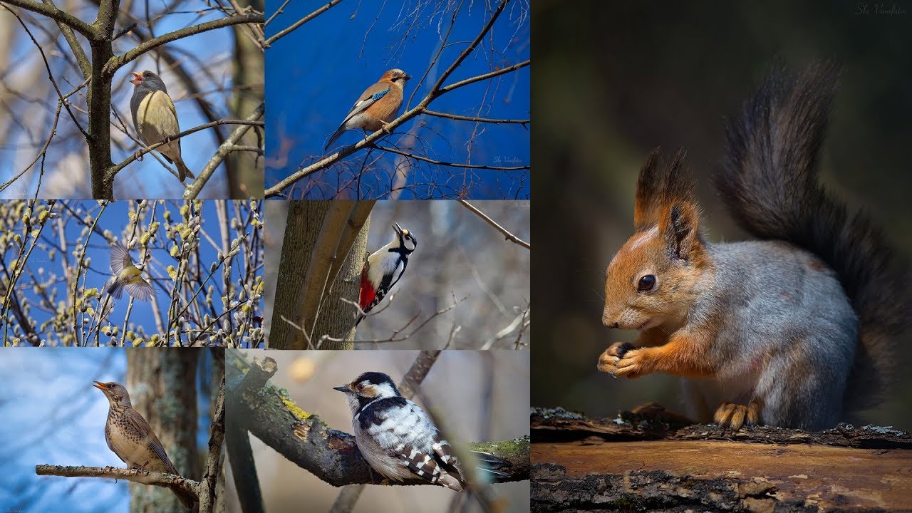 Olympus ED f 2.8 Pro 40-150mm   ( Часть - 1 Фото-Охота )