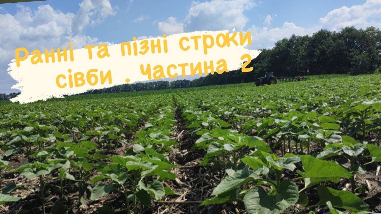 Ранні та пізні строки сівби. Частина 2