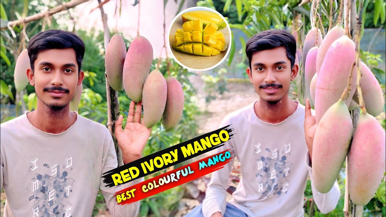 Red Ivory Mango Farming | Best Colourful Mango 