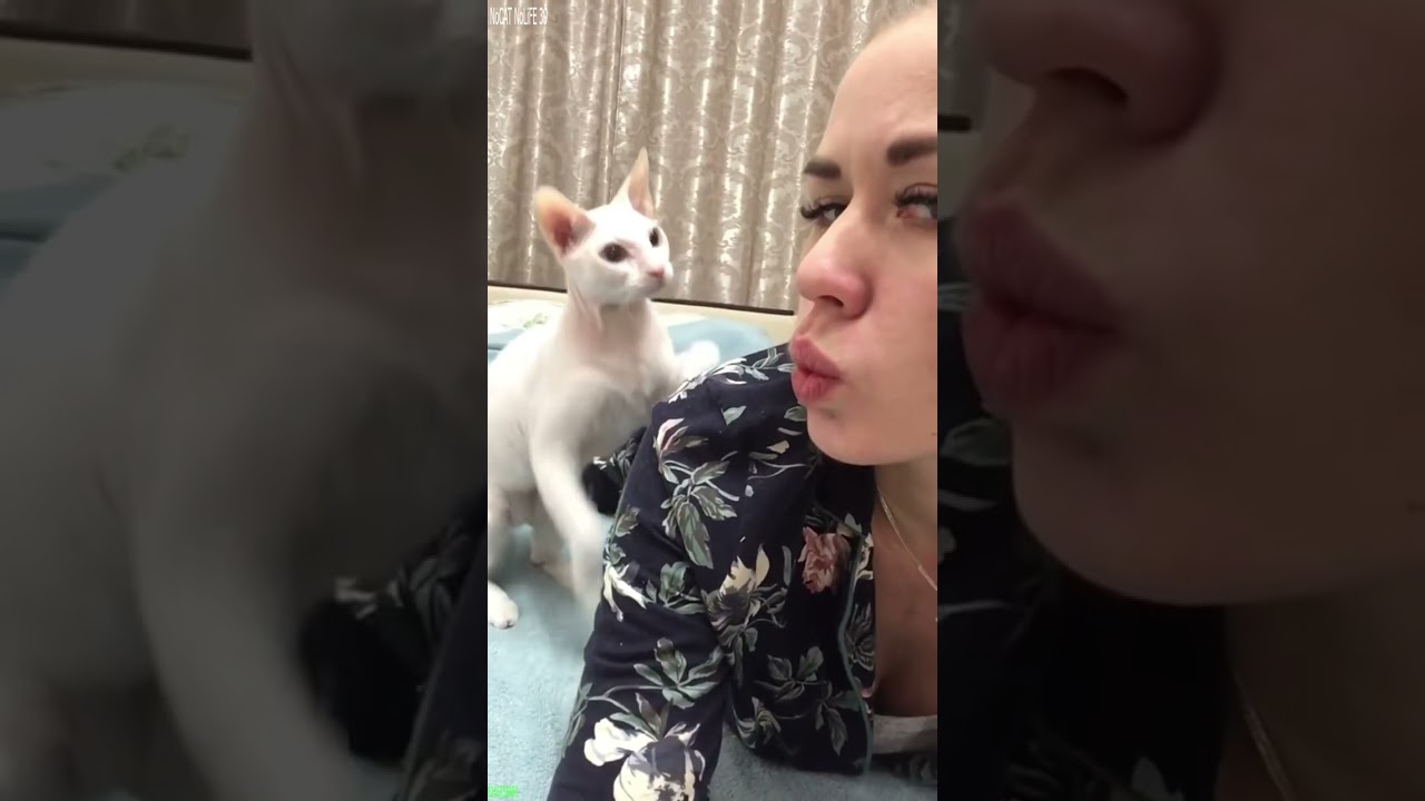 Cute Cats 🐈&zwj;⬛ Cats Being Cats 🐈&zwj;⬛ # Episode 2178