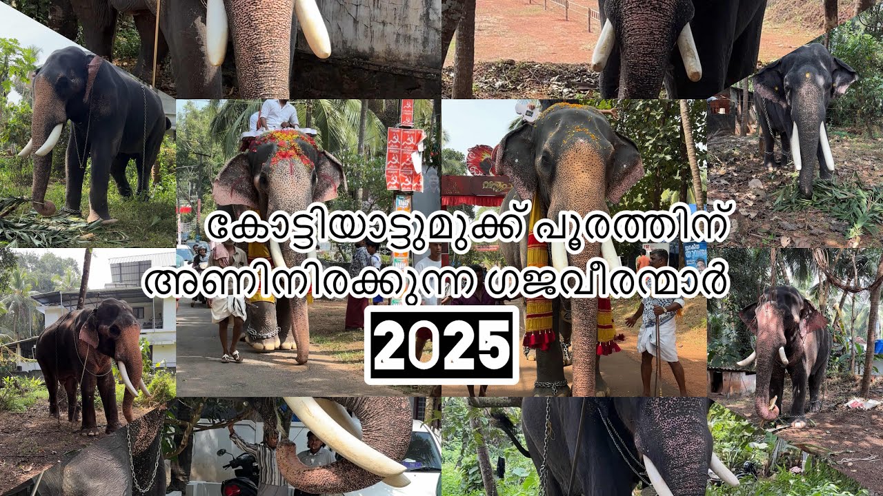 കോട്ടിയാട്ടുമുക്ക് പൂരത്തിന് അണിനിരക്കുന്ന ആനകൾ 🥁🐘 #trendingvideo #elephants #youtube #latest 