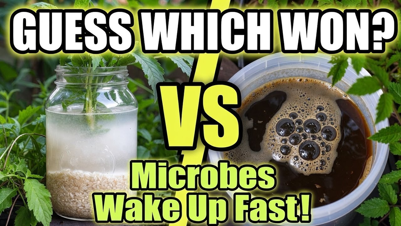 Rice Water vs Compost Tea For Soil: 60 Days Later, One Crushed It