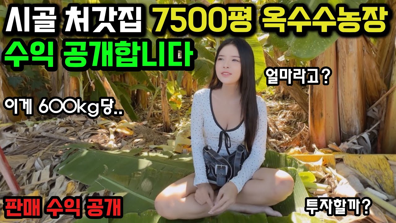 태국 시골 7500평 옥수수 농장 수익을 공개합니다. 땅 부자 집에 선택지가 많은데 투자해도 괜찮을까요 🇰🇷🇹🇭