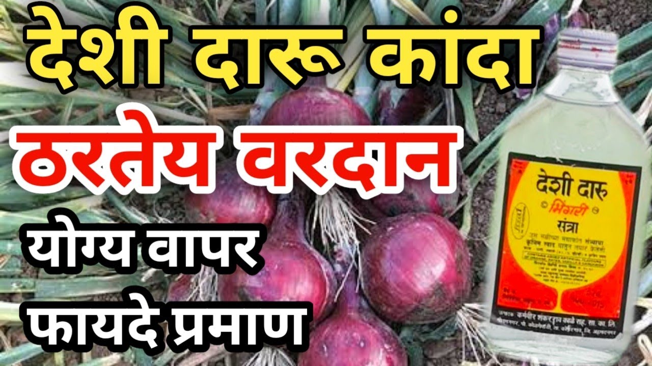 कांद्याला देशी दारूची फवारणी ठरतेय वरदान / पिकाला देशी दारूची फवारणी / Deshi Daru Chi Favarni