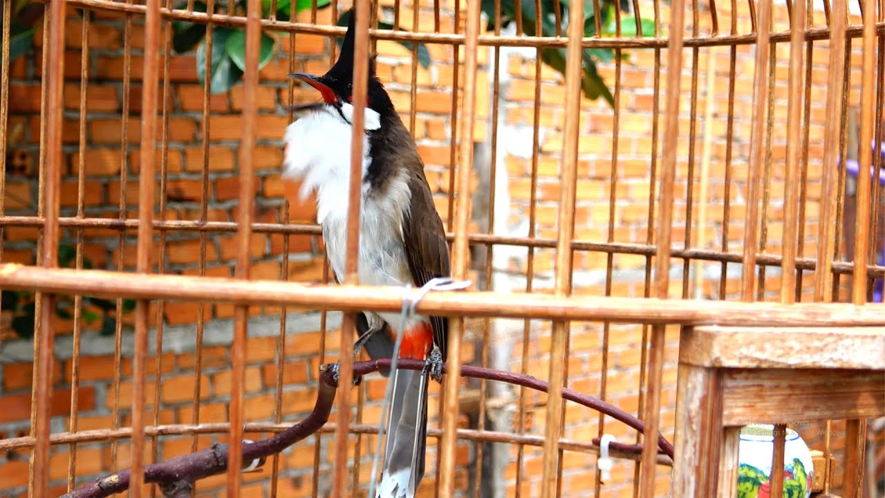 Chào mào SÔNG KÔN xổ giọng xoắn tít buổi sáng cực hay | Luyện chào mào học giọng sông kôn cực nhanh