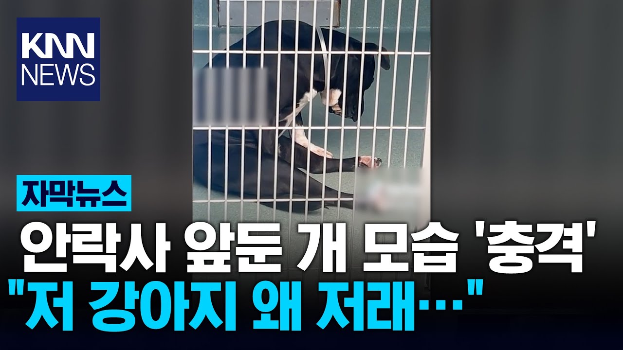 안락사 한 시간 앞두고 고개 떨군 유기견 / KNN