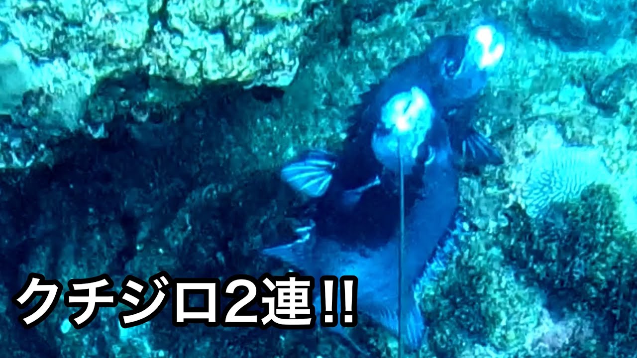 水中銃で乱れ撃ち動画。 spear fishing