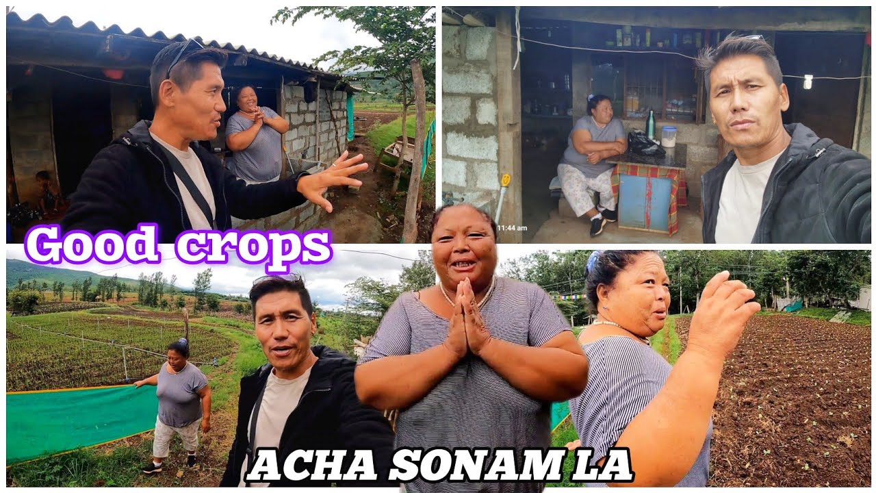 Acha Sonam La || Good Crops😱Hardworking Lady || After one month||Tibetan YouTuber || Tibetan Vlogger