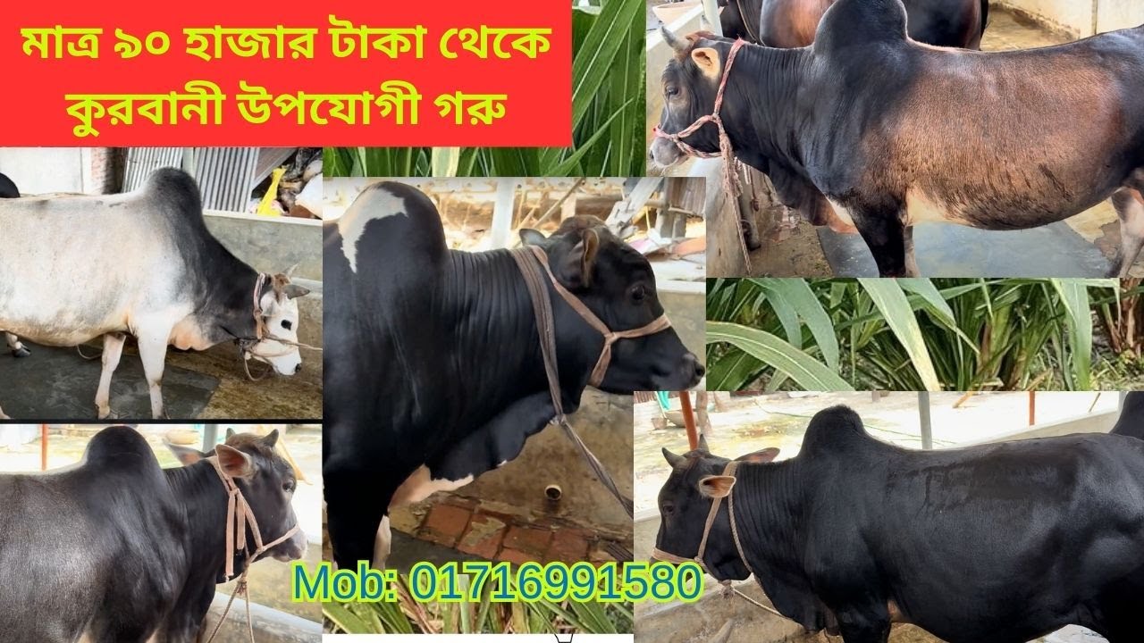 ছোট সাইজের সল্প বাজেটে দেশী কুরবানির গরু । কুরবানী ২০২৫