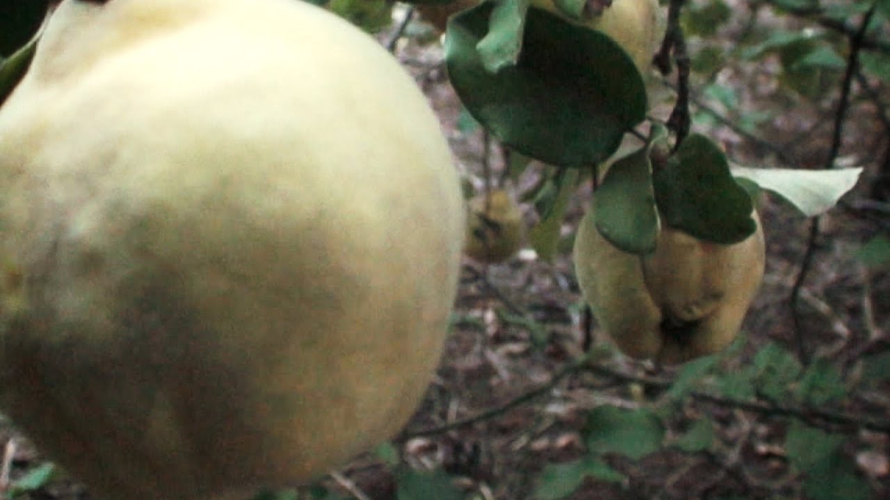 Membrillo Fruta / Membrillero / &Aacute;rbol membrillo - Arboles frutales