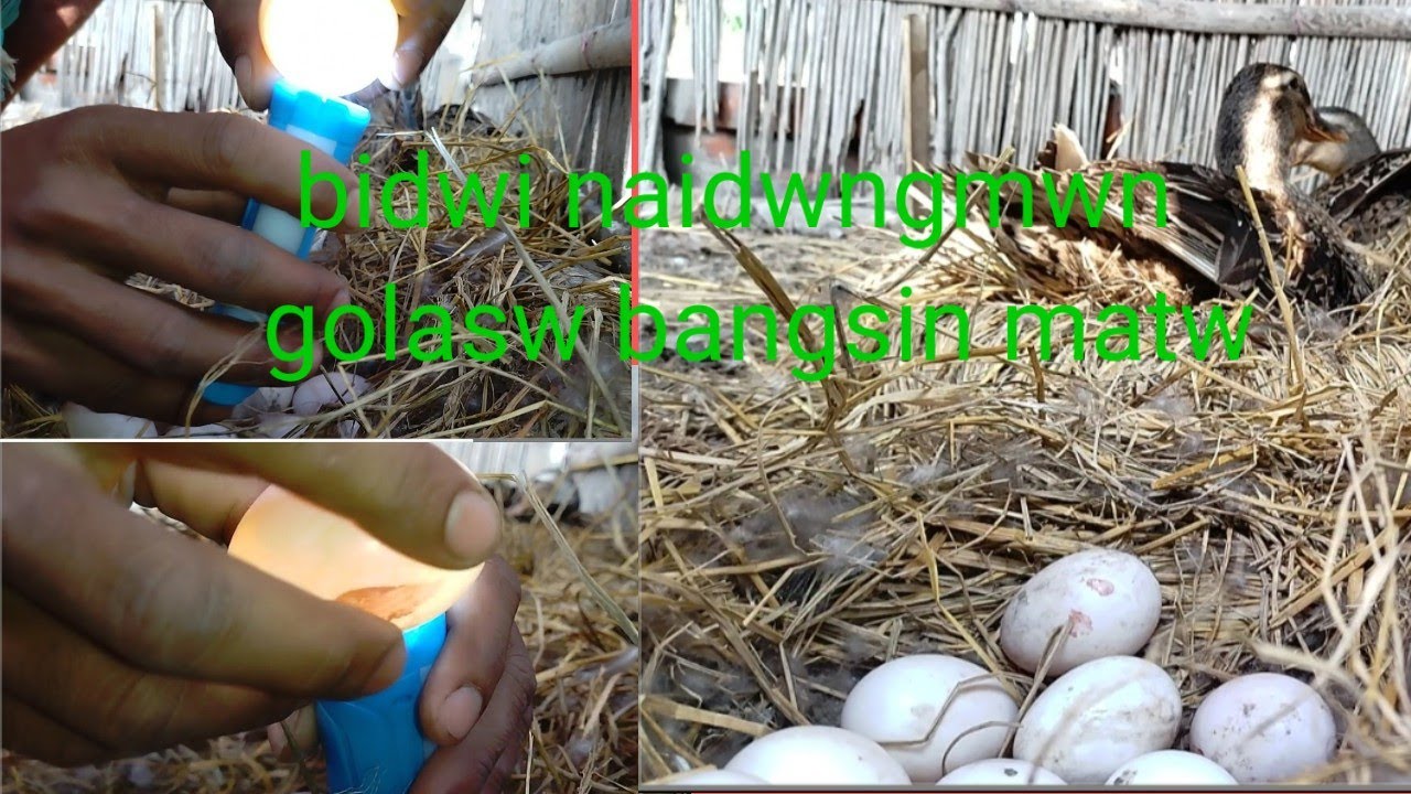 hangsw bidwi golajwb matw 10 February 2025