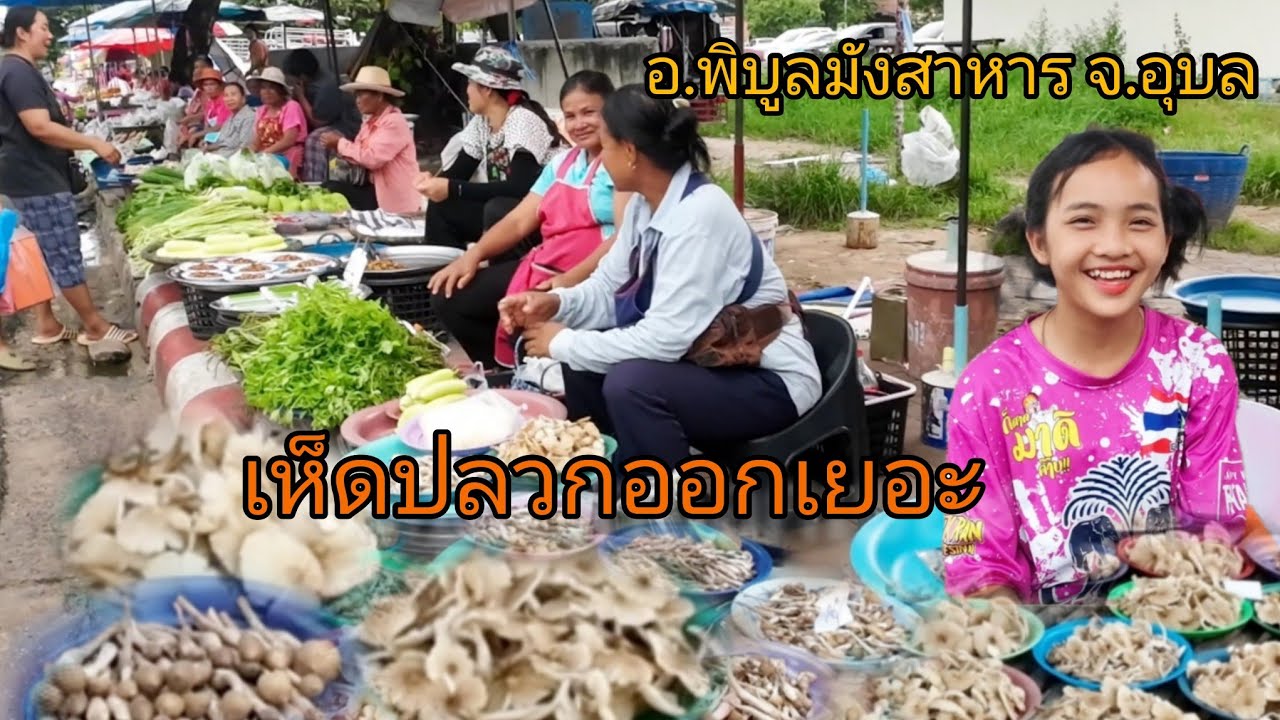 เห็ดปลวกข้าวดอออกเยอะมาก!! บรรยากาศตลาดแลง อ.พิบูลมังสาหาร จ.อุบล แม่ค้าแม่ขายพร้อมให้บริการคือเก่า