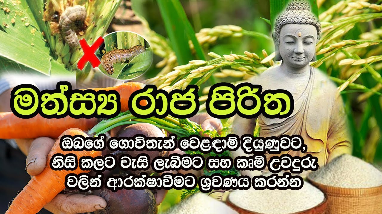 Pirith Mathsyaraja Piritha මත්ස්‍යරාජ පිරිත