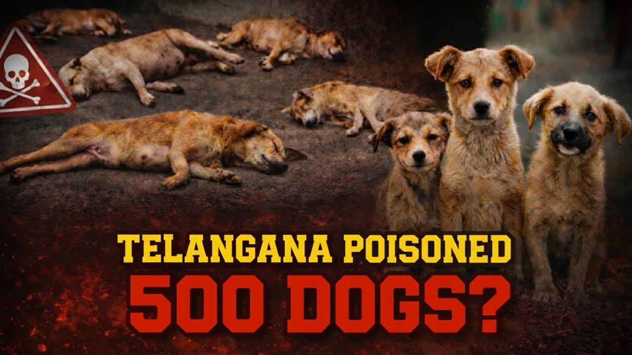 500 Street Dogs Poisoned in Telangana?🔥| Animal Cruelty EXPOSED!