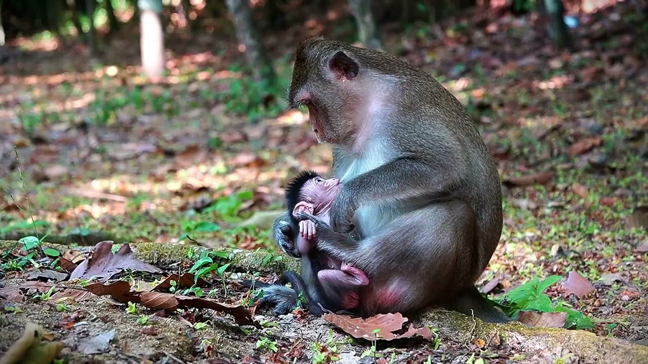 Monkey ANNA Need To Change to Take Care Her Newborn BABY AMINA