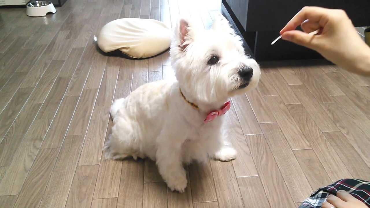 ウエスティ ましゅまろちゃんの芸
