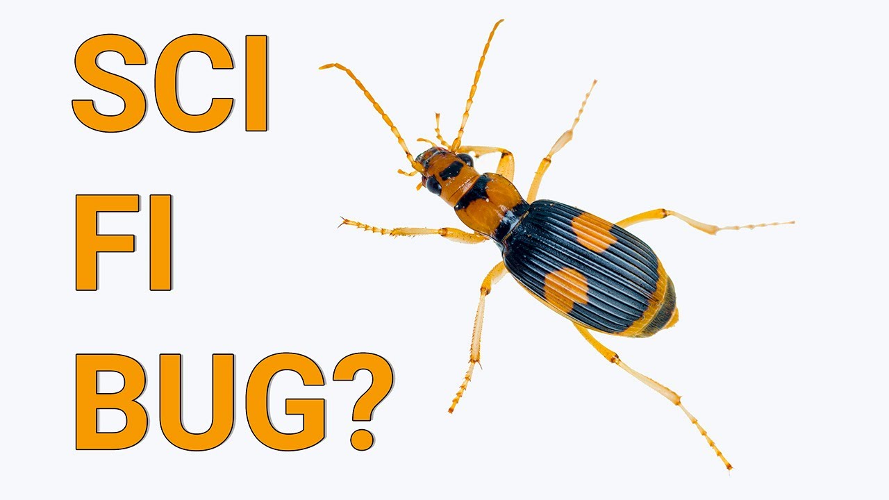 Can Science Fiction movies teach us anything about Insects? Bugs in sci-fi films.