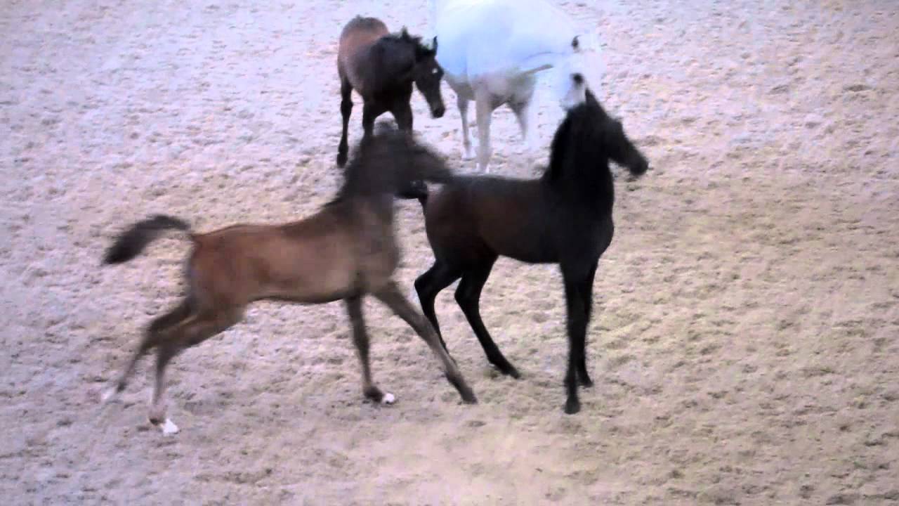 Lipizzaner colts, July 16, 2011