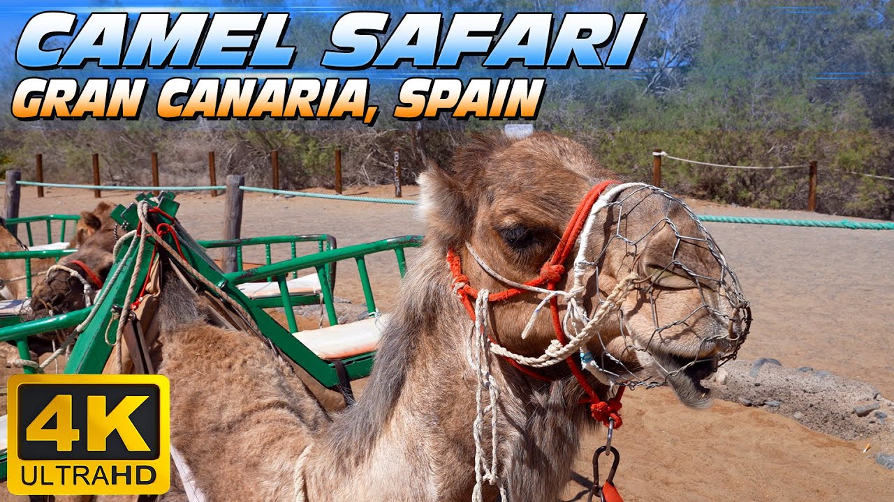 Camel Safari Maspalomas (Gran Canaria - Spain)