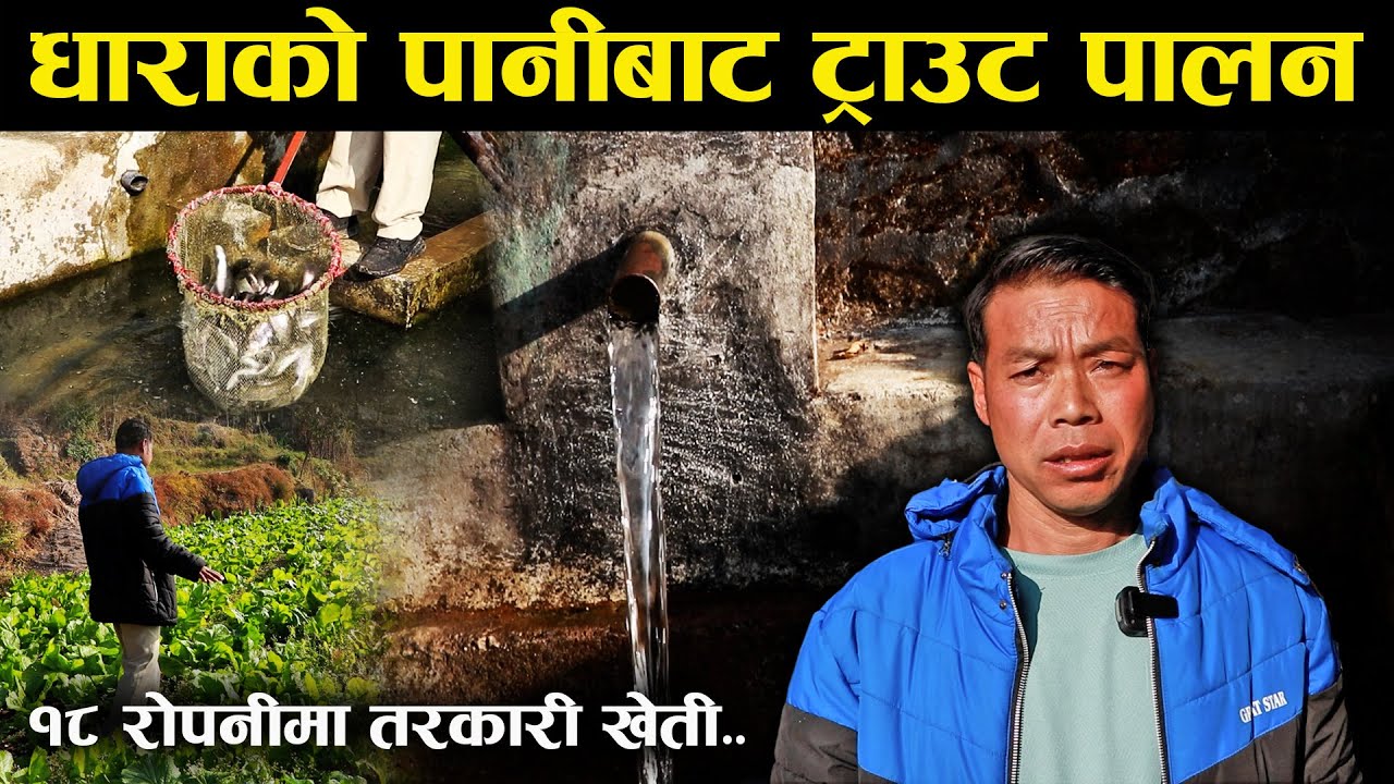 धाराको पानीबाट तेह्रथुममा ट्राउट पालन गरेका श्याम,१८ रोपनीमा गर्छन तरकारी खेती