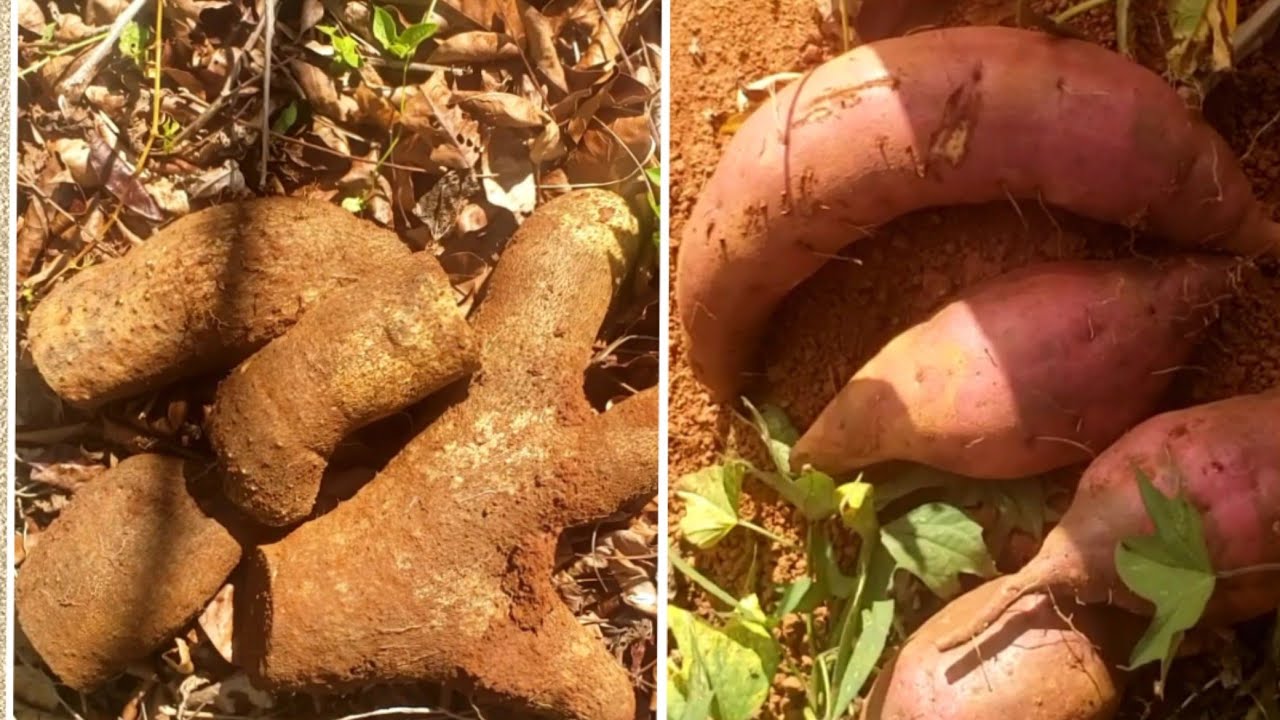 Digging Yellow Yam and Sweet Potato in Jamaica  🇯🇲