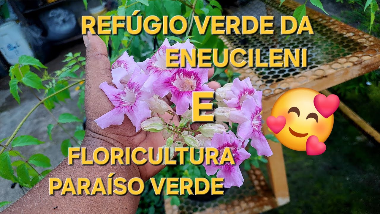 ❤️#REFÚGIO VERDE NA🌿🌹# FLORICULTURA PARAÍSO VERDE.  