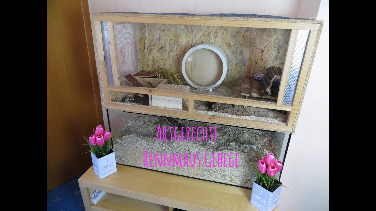 Artgerechte Rennmaus Gehege 🐭❤ MyGerbilsWorld