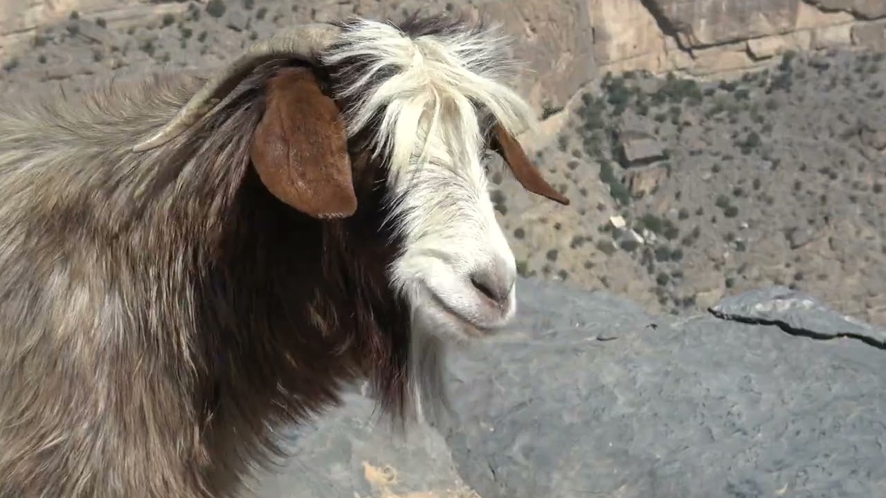 Oman Deserto e mare