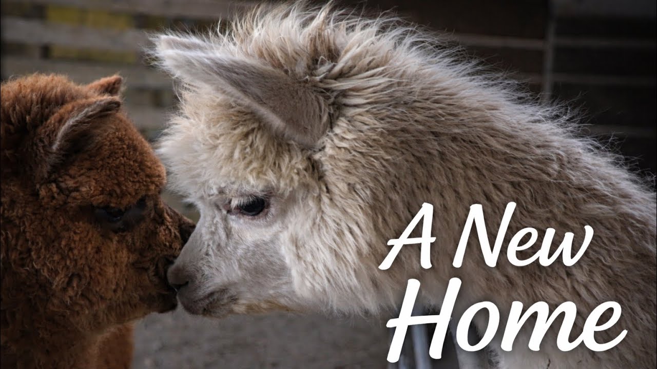 Bringing Our New Alpacas Home | First Meeting With the Herd