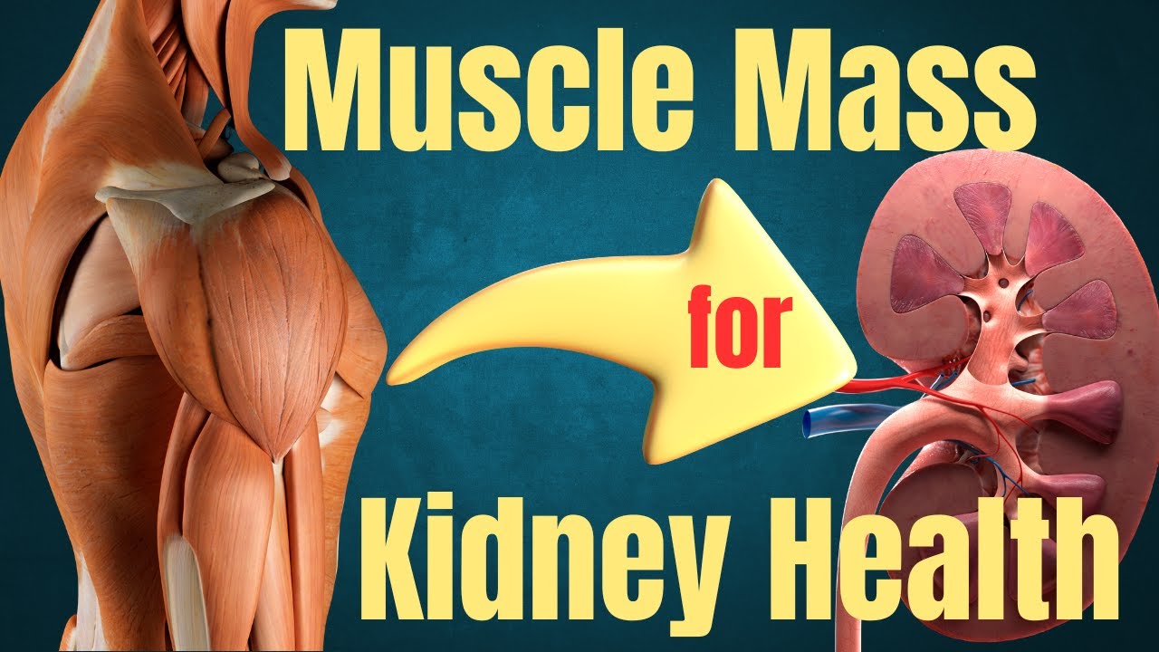 Most important organ for your kidney health | Kidneyblogs.com | Episode 175