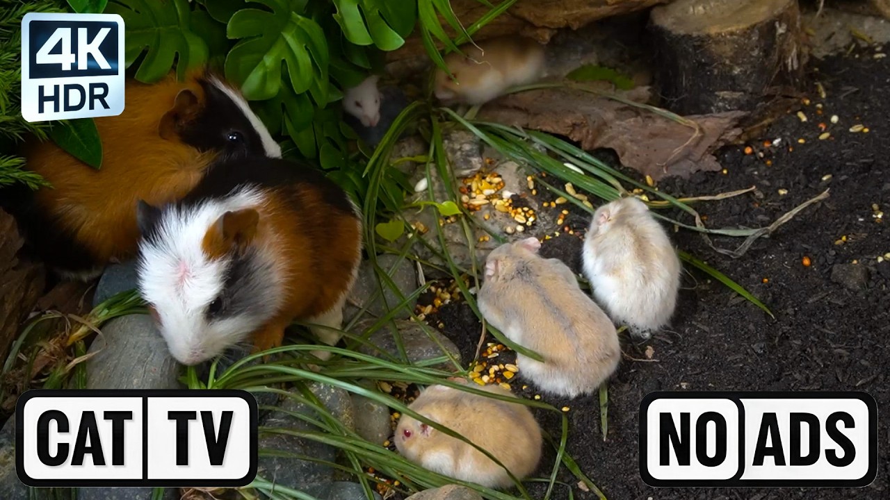 [NO ADS] CAT TV 😺 Hidden Garden Oasis: Active Gerbils & High-Climbing Sugar Gliders 4K HDR