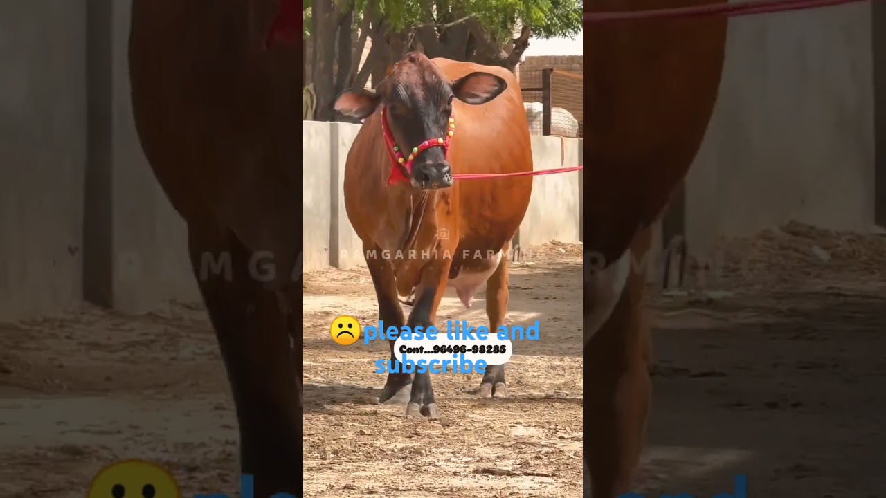 Top quality cross breed cow 