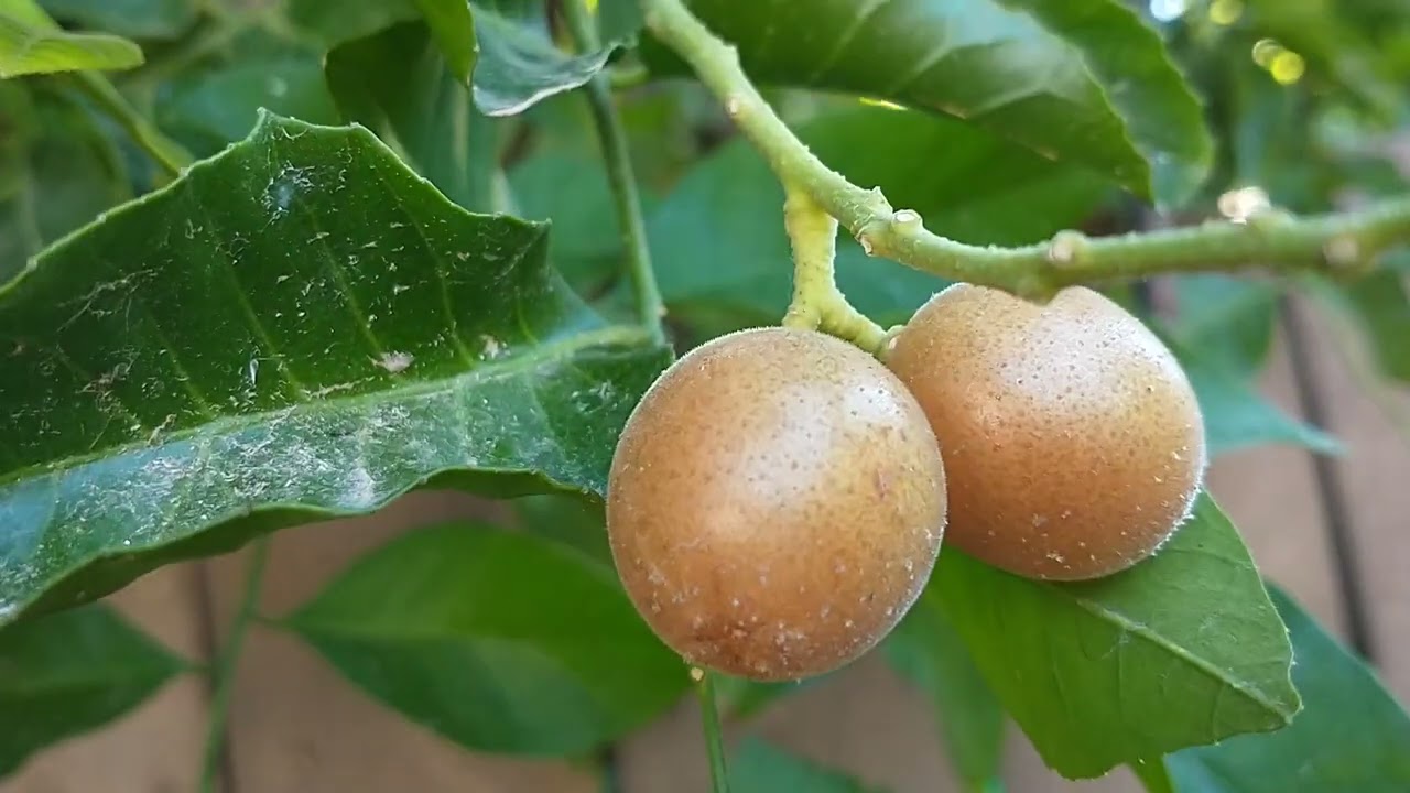 Wampee Fruit Tasting, Mesa, Arizona