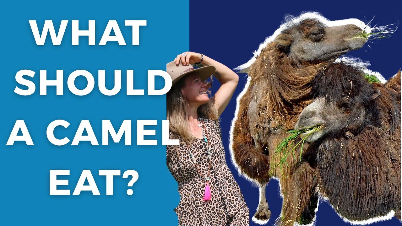 What I Feed My Camels (What I’ve Learned Over the Years)