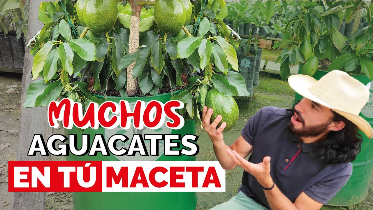 ¿Cómo tener un AGUACATE o PALTA en MACETA? Cuidados y consejos