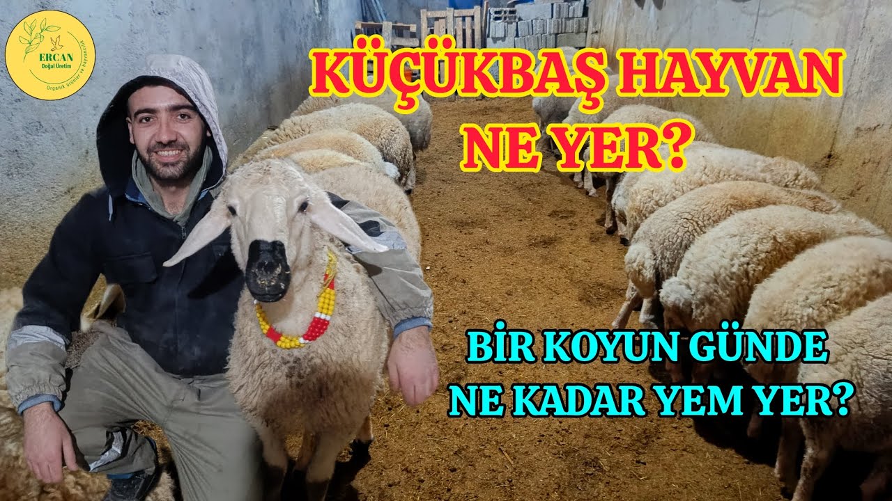 KÜÇÜKBAŞ HAYVAN NE YER ? KOYUNLAR NASIL BESLENİR VE NELER VERİLİR? KANGAL & AKKARAMAN
